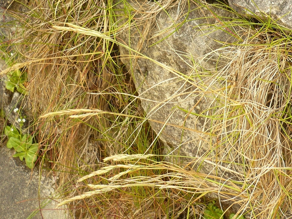 Festuca rubra subsp. pruinosa (Poaceae)